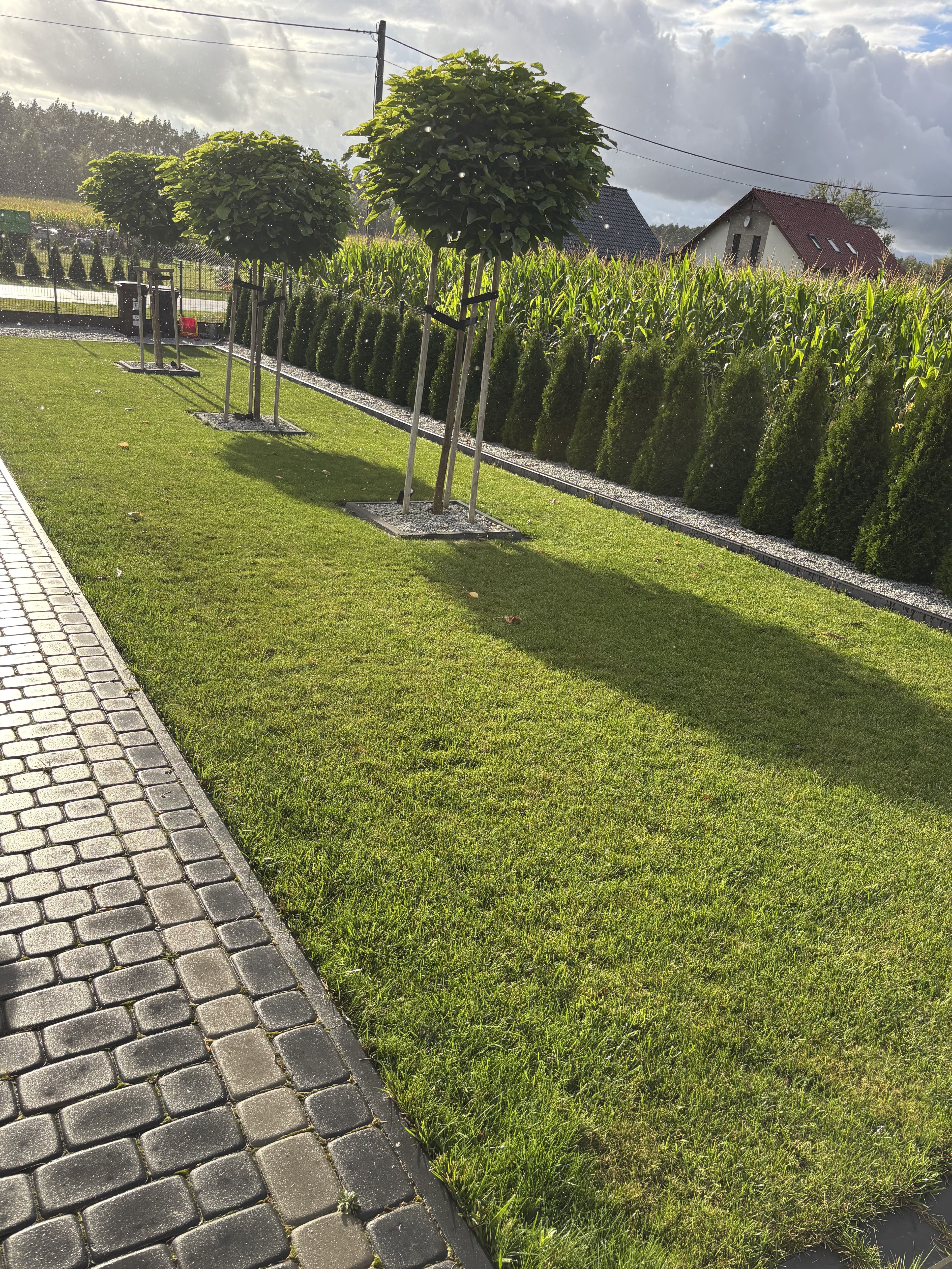 Mech OFF - skuteczny preparat na mech w trawniku i ogrodzie