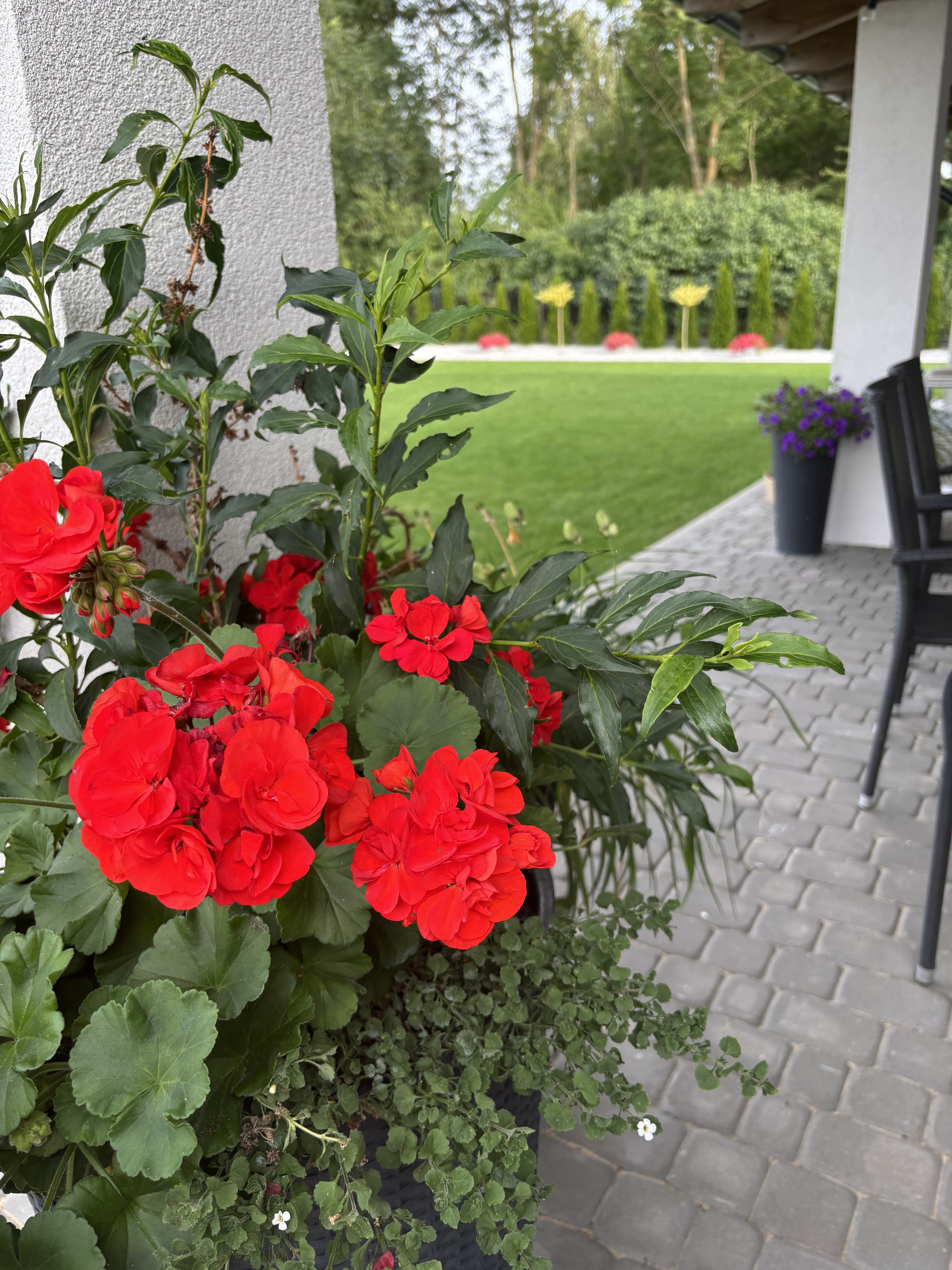 Mech OFF - skuteczny preparat na mech w trawniku i ogrodzie